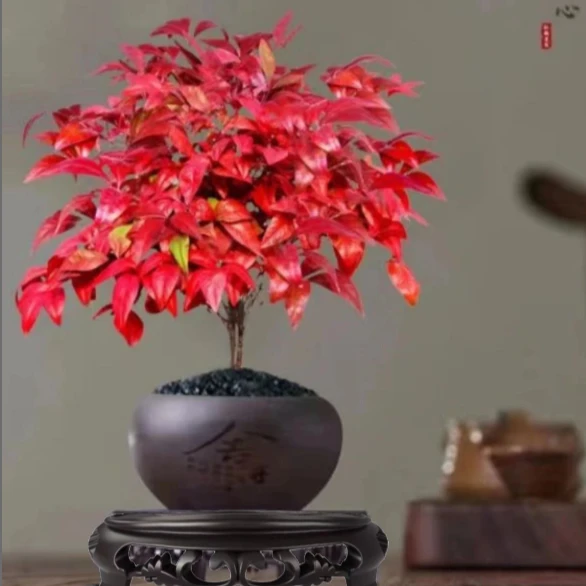红叶南天竹盆栽火焰南天竹室内外阳台耐寒植物盆栽四季好养绿植