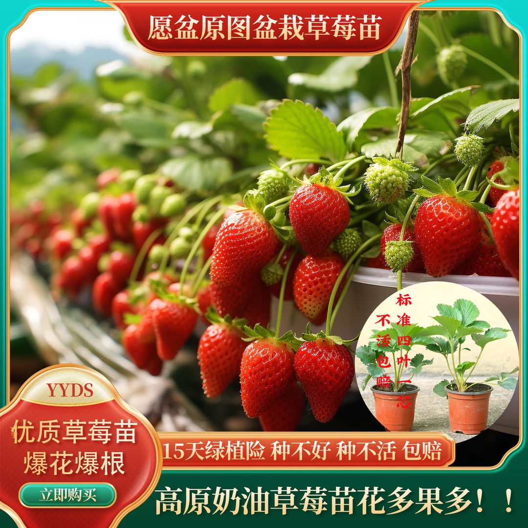 【双色盆草莓种苗】花生阳台优质北方耐寒盆栽种植发货精选早春栽植