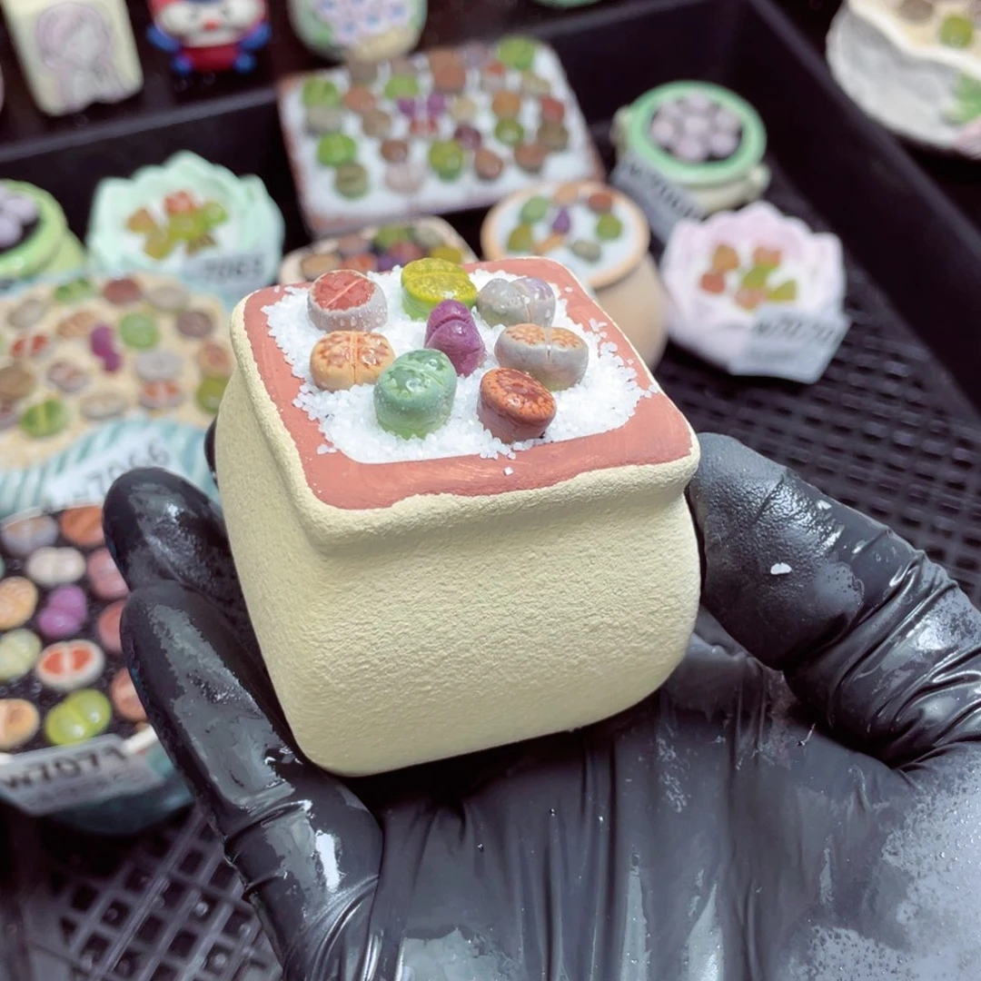 w7072--带盆土发货