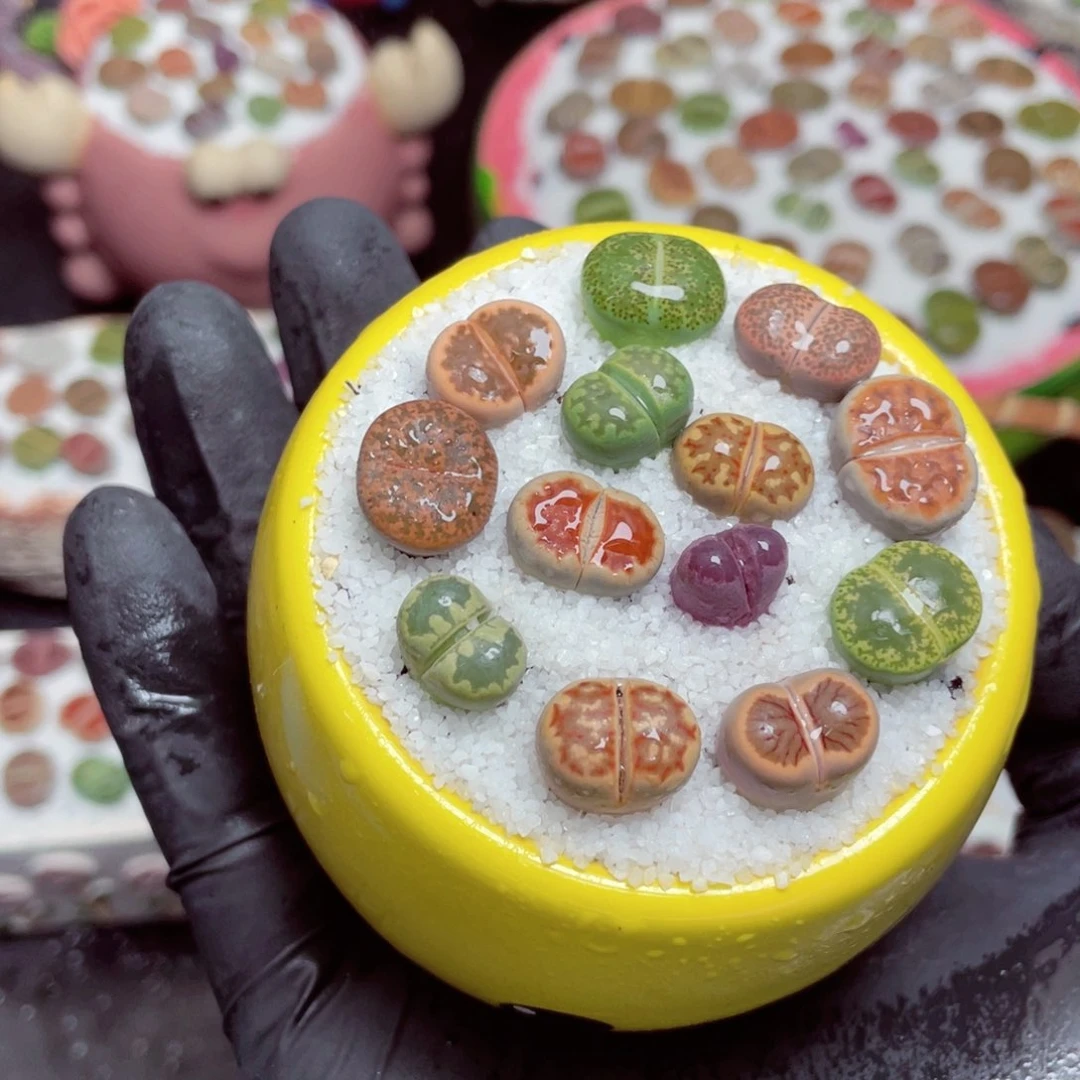 w5242--好看的彩色生石花肉锥