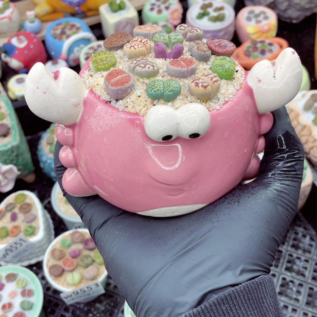 w9554--好看的彩色混合生石花