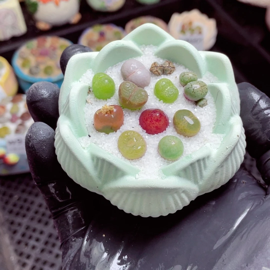 w9353--带盆土发货