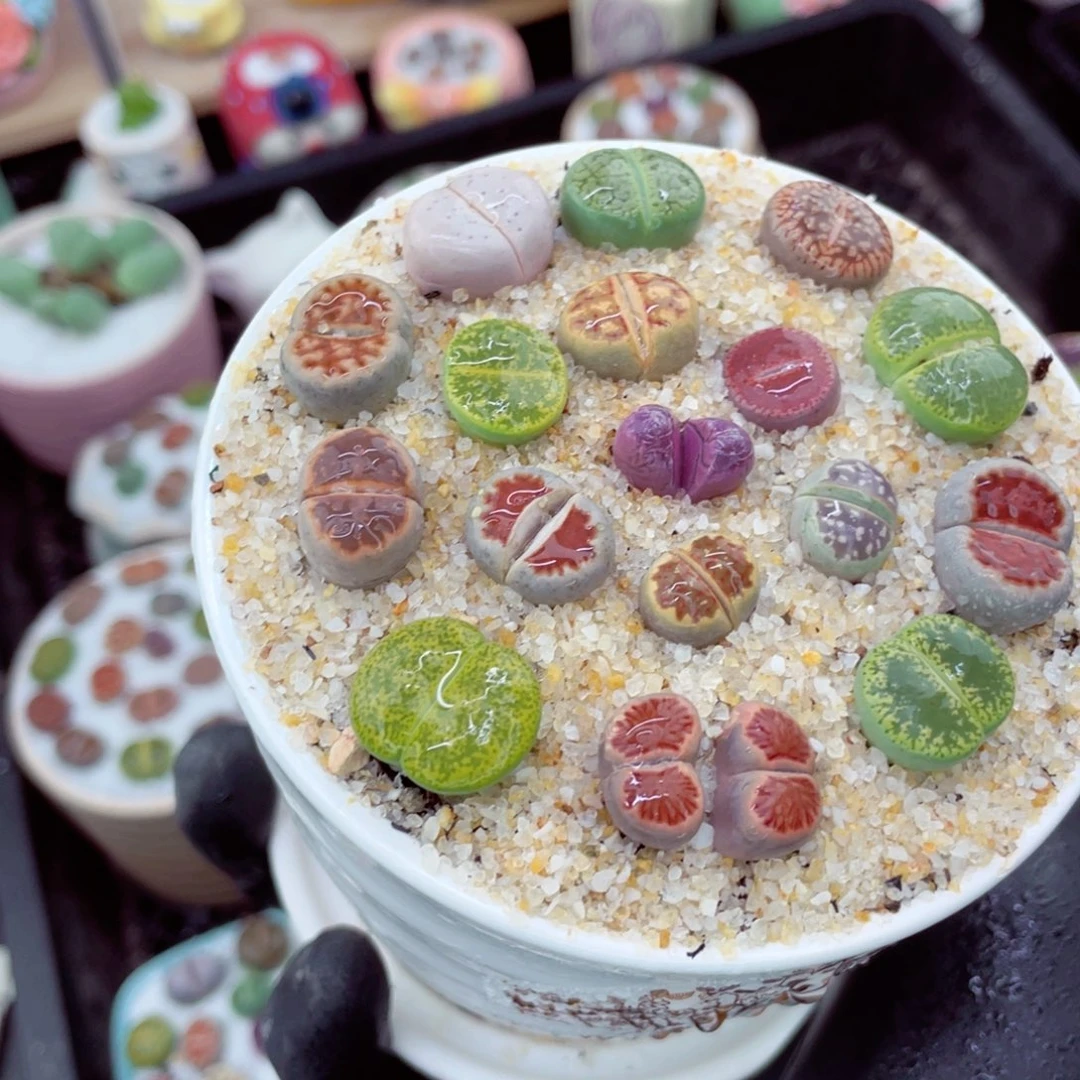 w2952--好看的彩色混合生石花肉锥