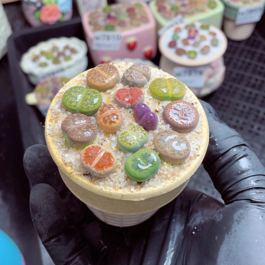 w7817--带盆土发货