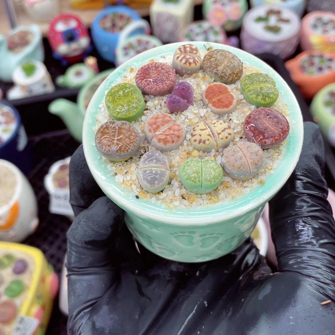 w8136--好看的彩色混合生石花