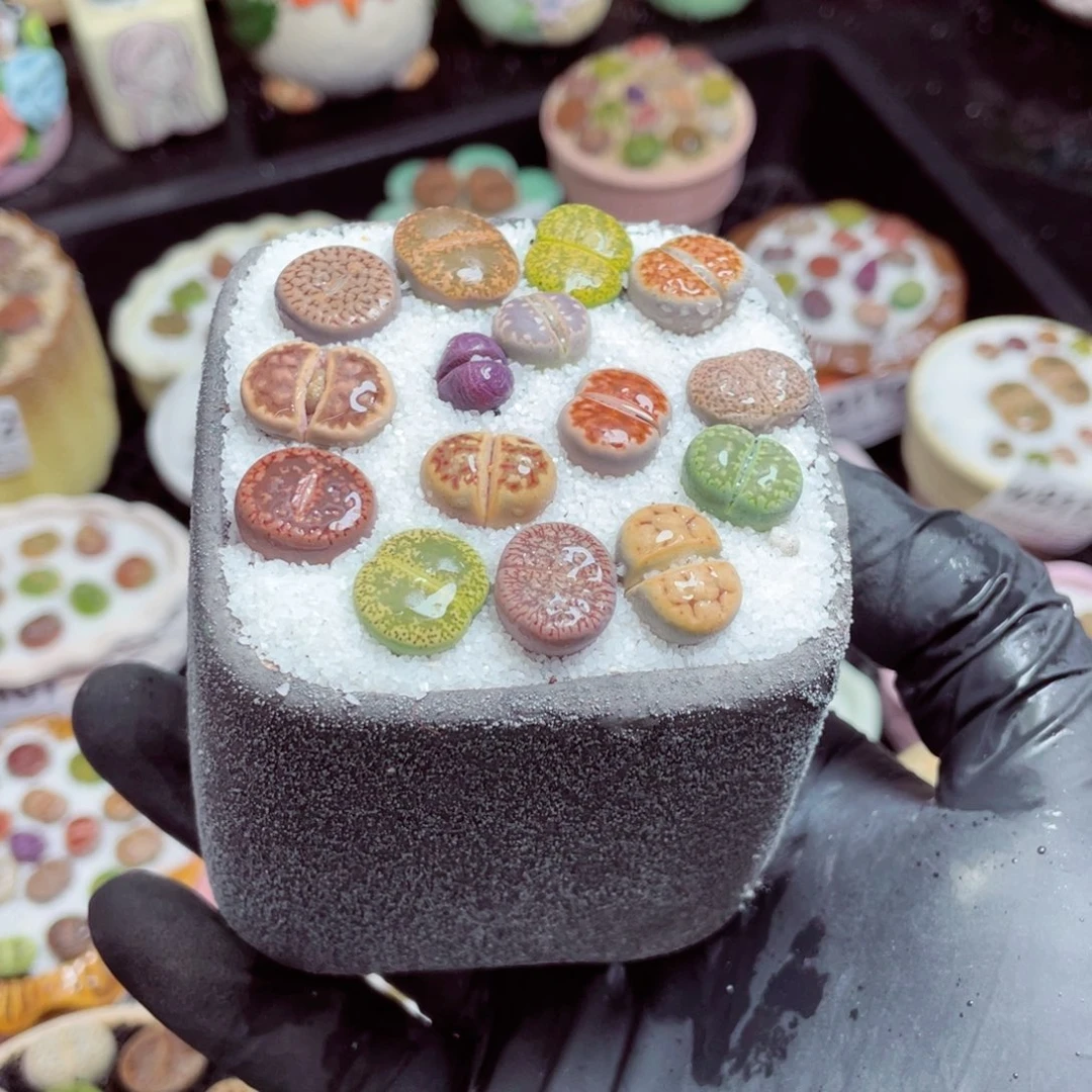 w9121--带盆土发货