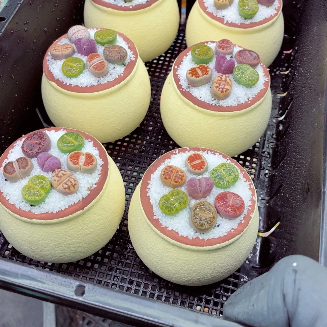 w9567-一份一盆量拍