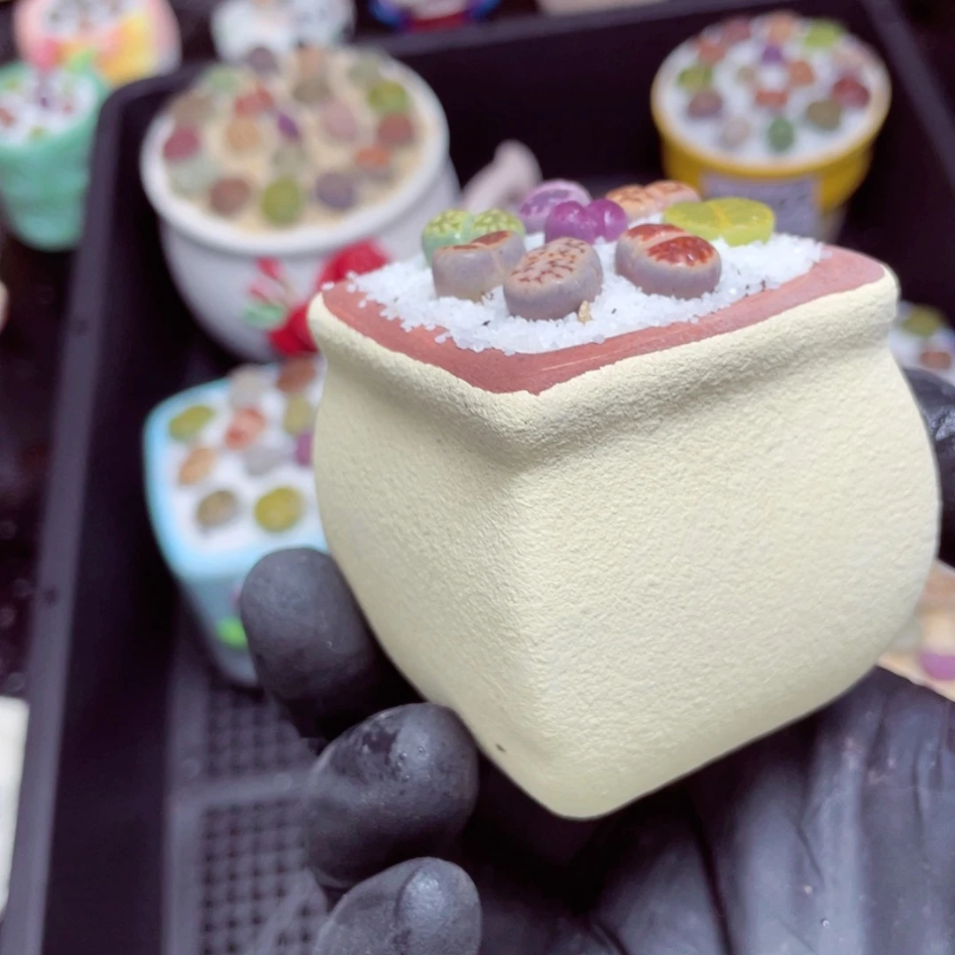 w3566--好看的彩色生石花肉锥