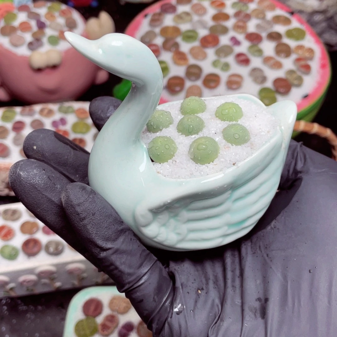 w5238--好看的彩色生石花肉锥