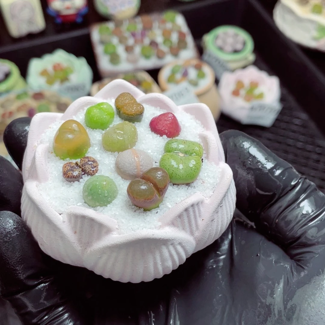 w7074--带盆土发货