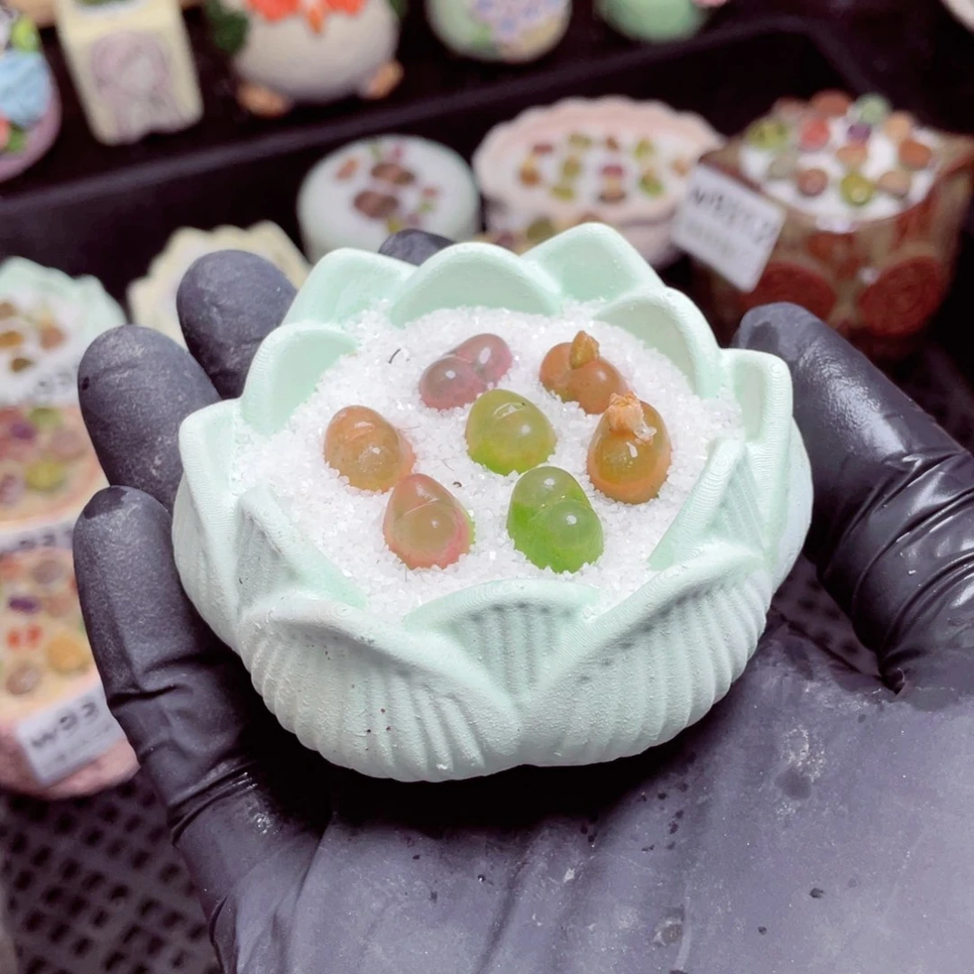 w9317--带盆土发货