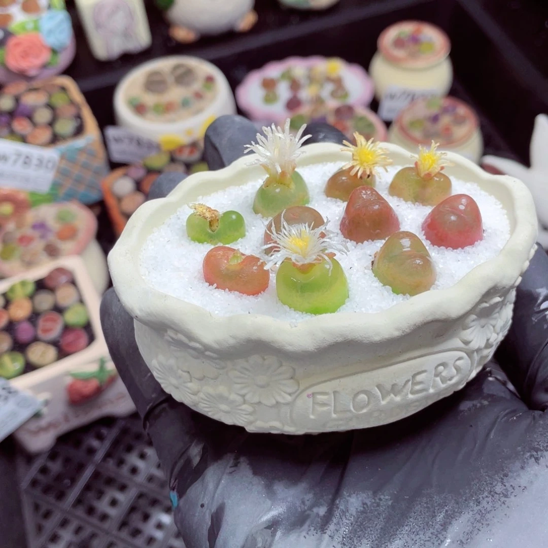 w7842--带盆土发货