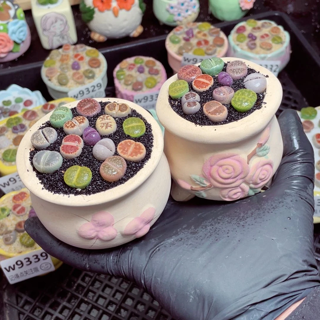 w9340--带盆土发货