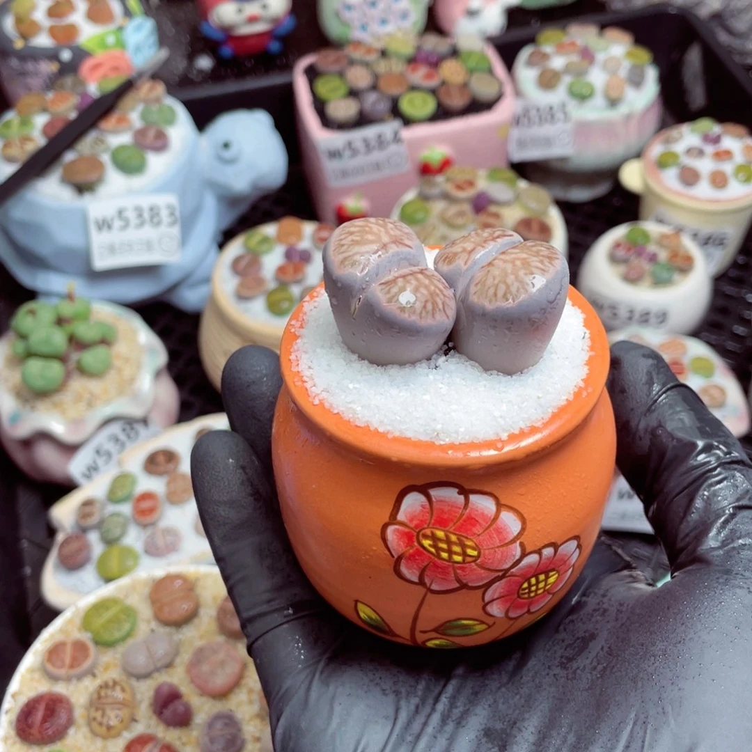 w5397-–带盆土发货