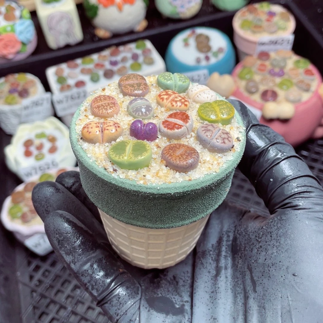 w7630--带盆土发货