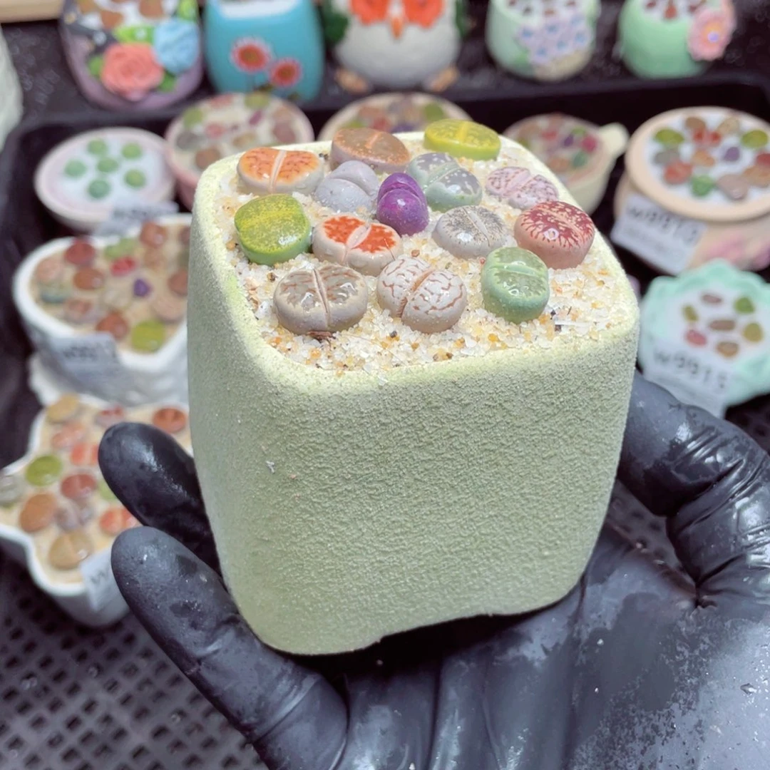 w9917--带盆土发货