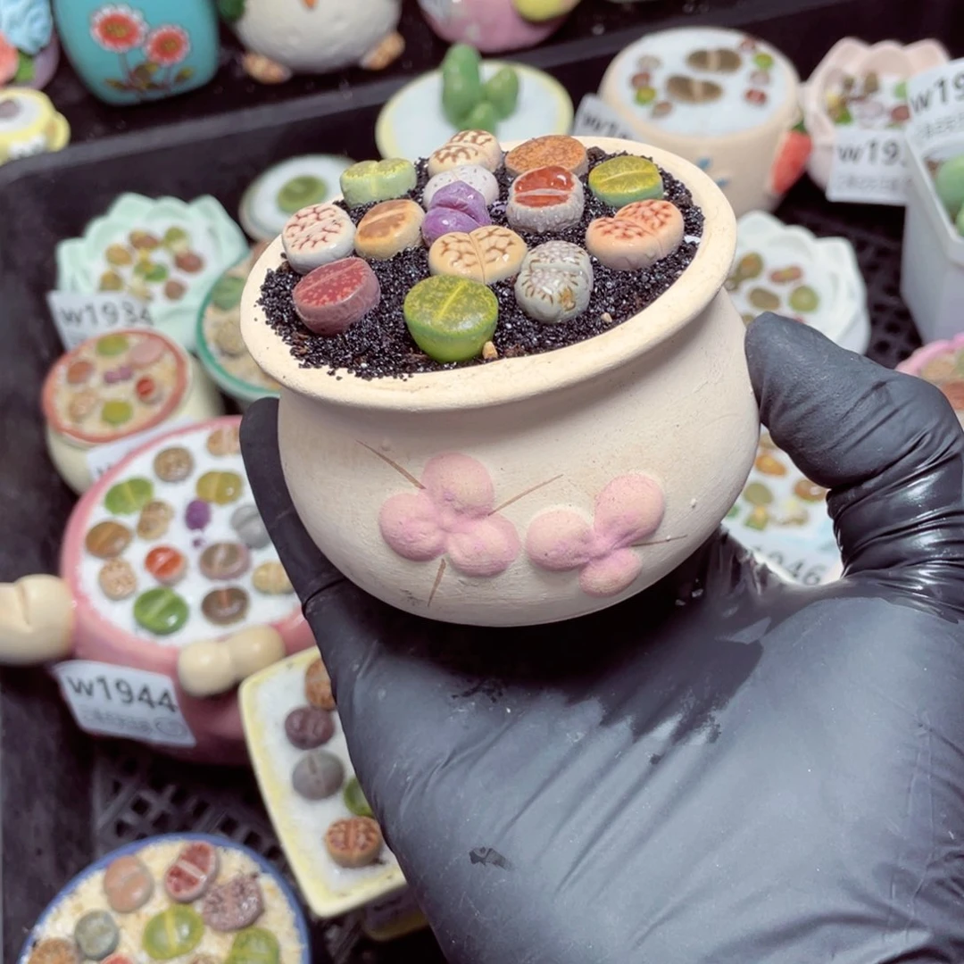 w1952--带盆土发货