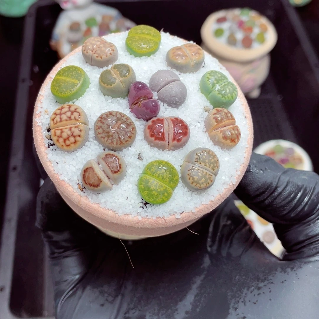 w3266--好看的彩色生石花肉锥