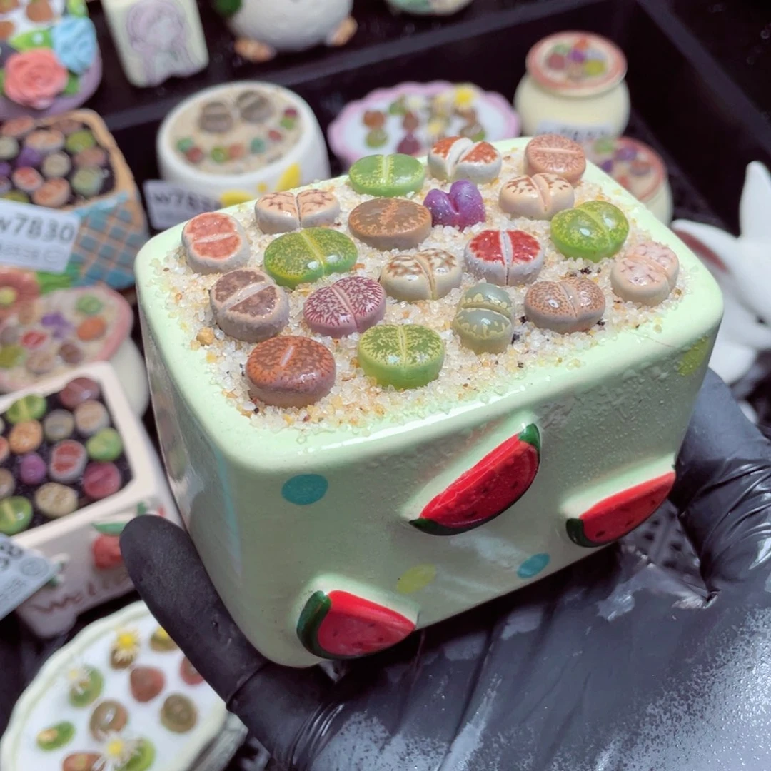 w7843--带盆土发货