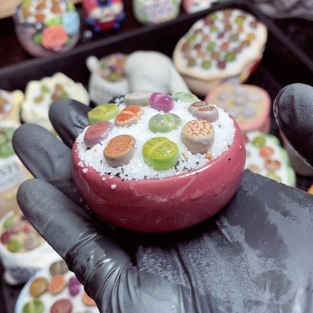 w5582--带盆土发货（