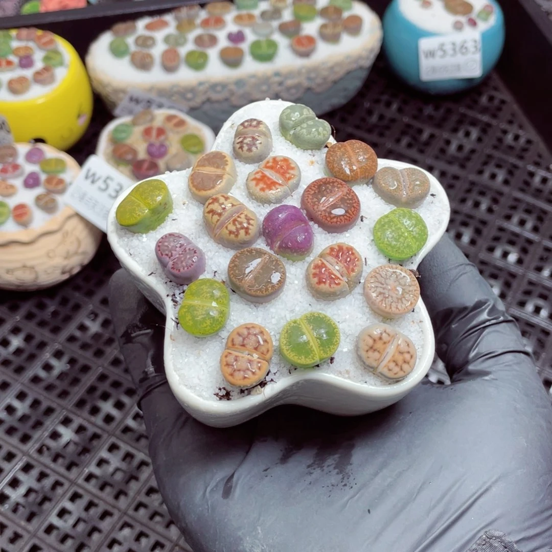 w5364-–带盆土发货