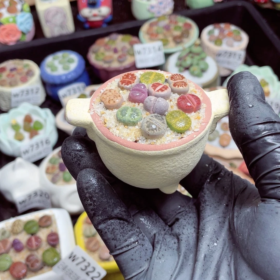 w7328--带盆土发货