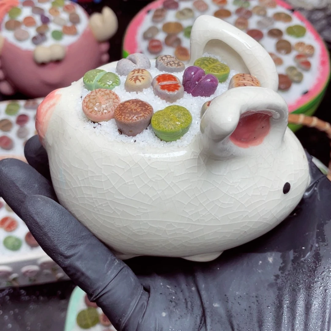 w5257--好看的彩色生石花肉锥