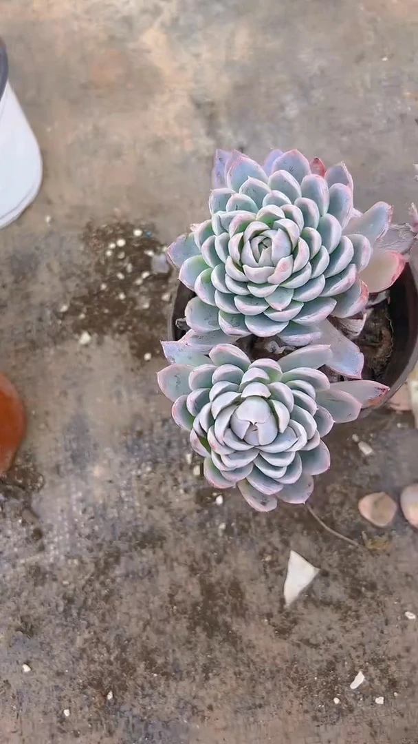 【闪购商品】紫罗兰6盆