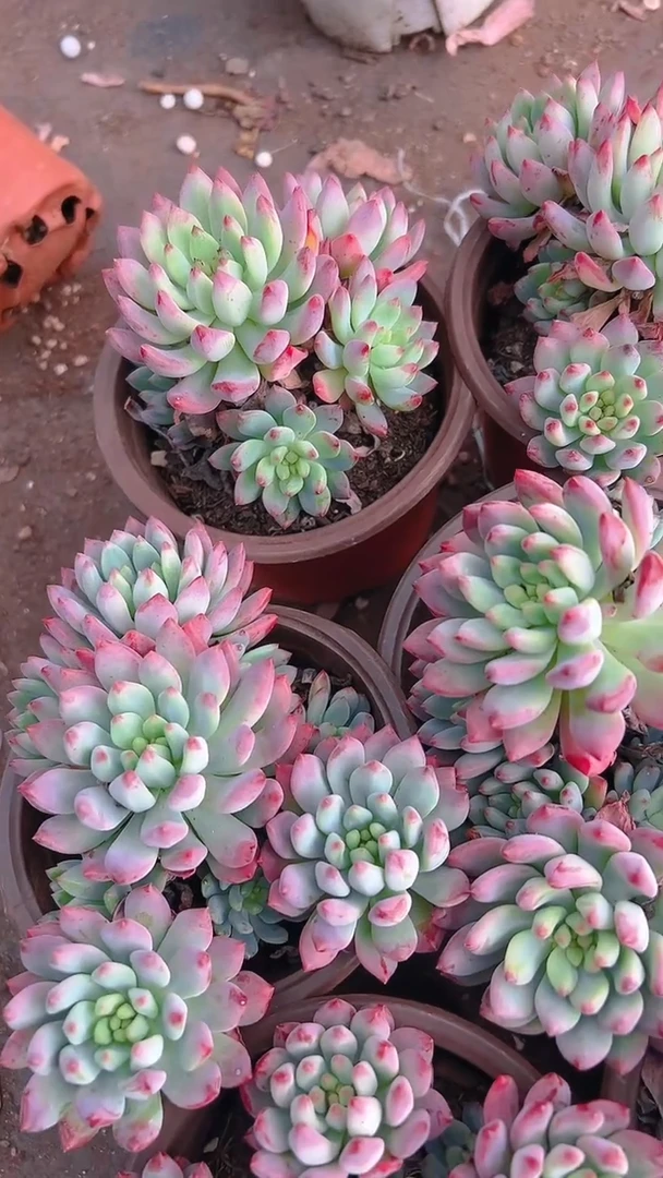 【闪购商品】蓝苹果8盆