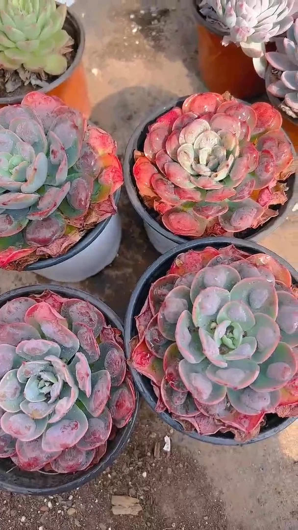 【闪购商品】雨滴6盆