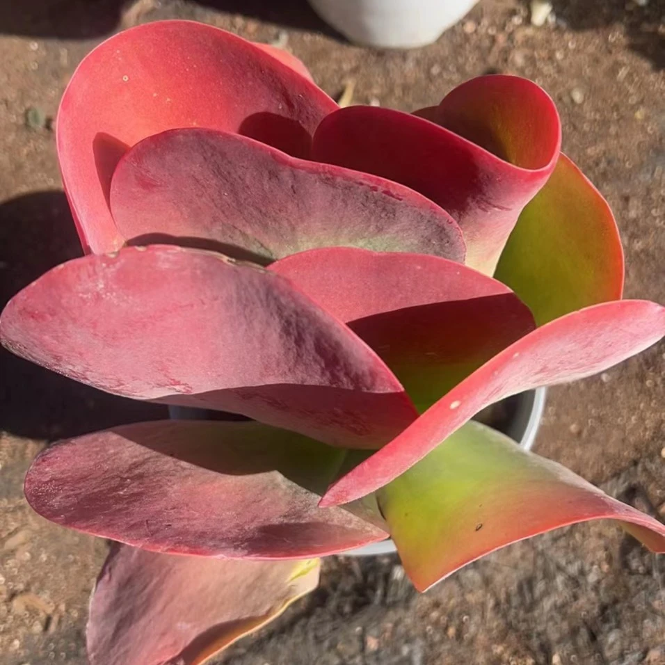 花伴多肉     唐印 多肉植物 拍一发三