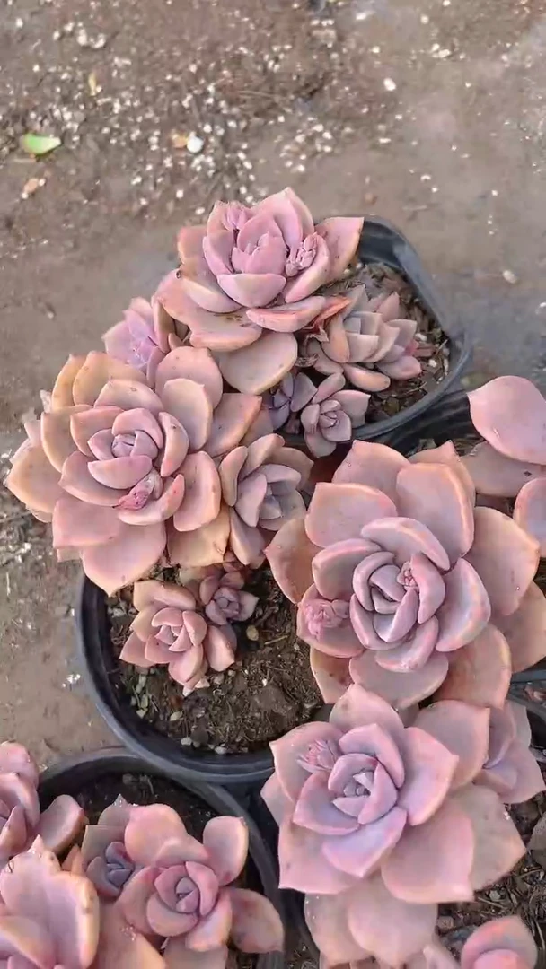 【闪购商品】彩虹糖8盆