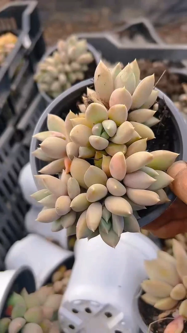 【闪购商品】红象牙5盆