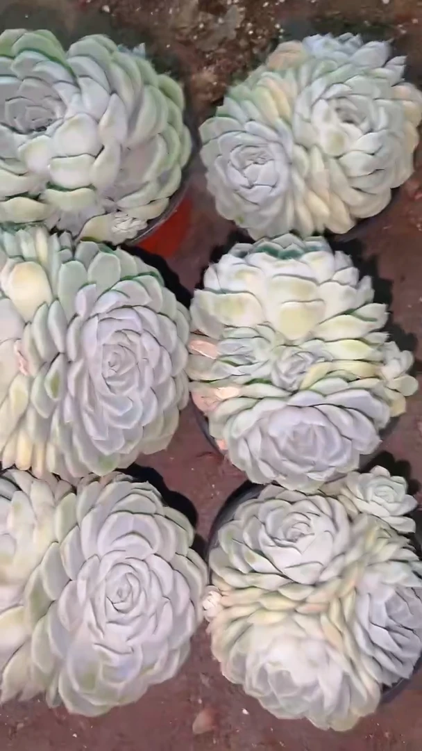 【闪购商品】白月影6盆
