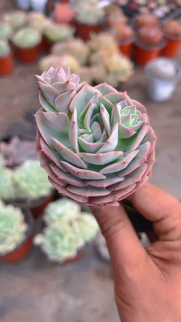 【闪购商品】克罗地亚玫瑰10盆