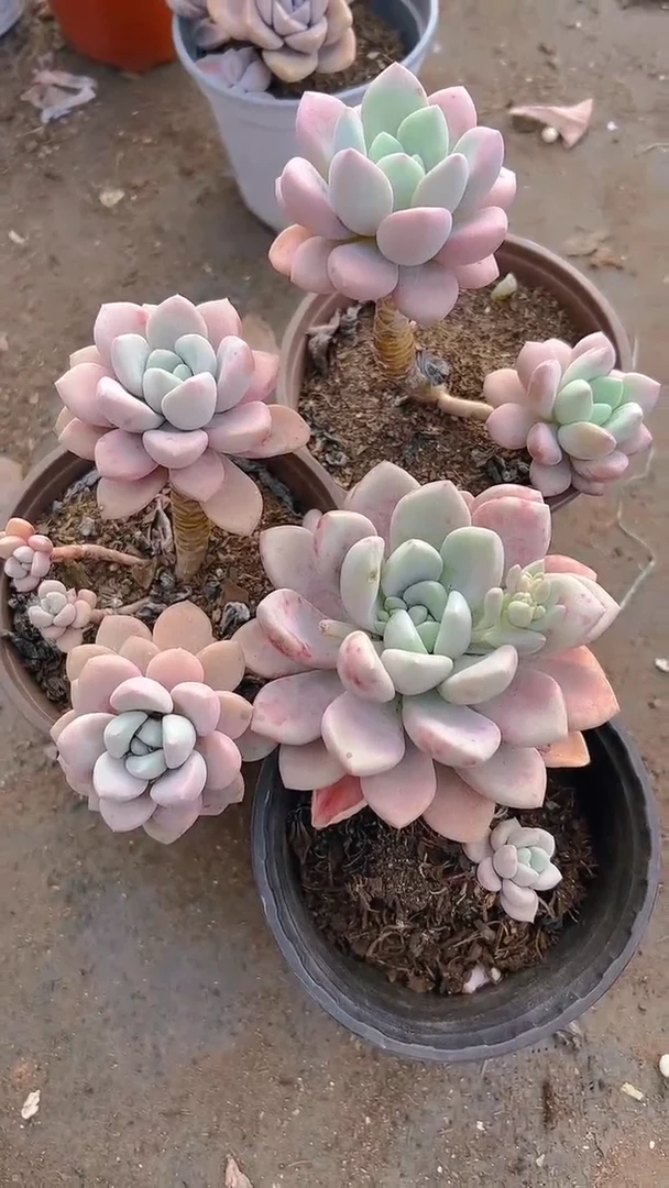 【闪购商品】花斑露5盆