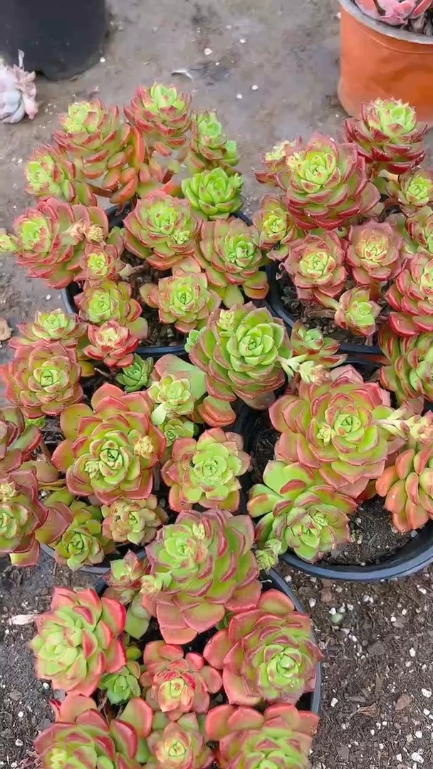 【闪购商品】蒂亚10盆