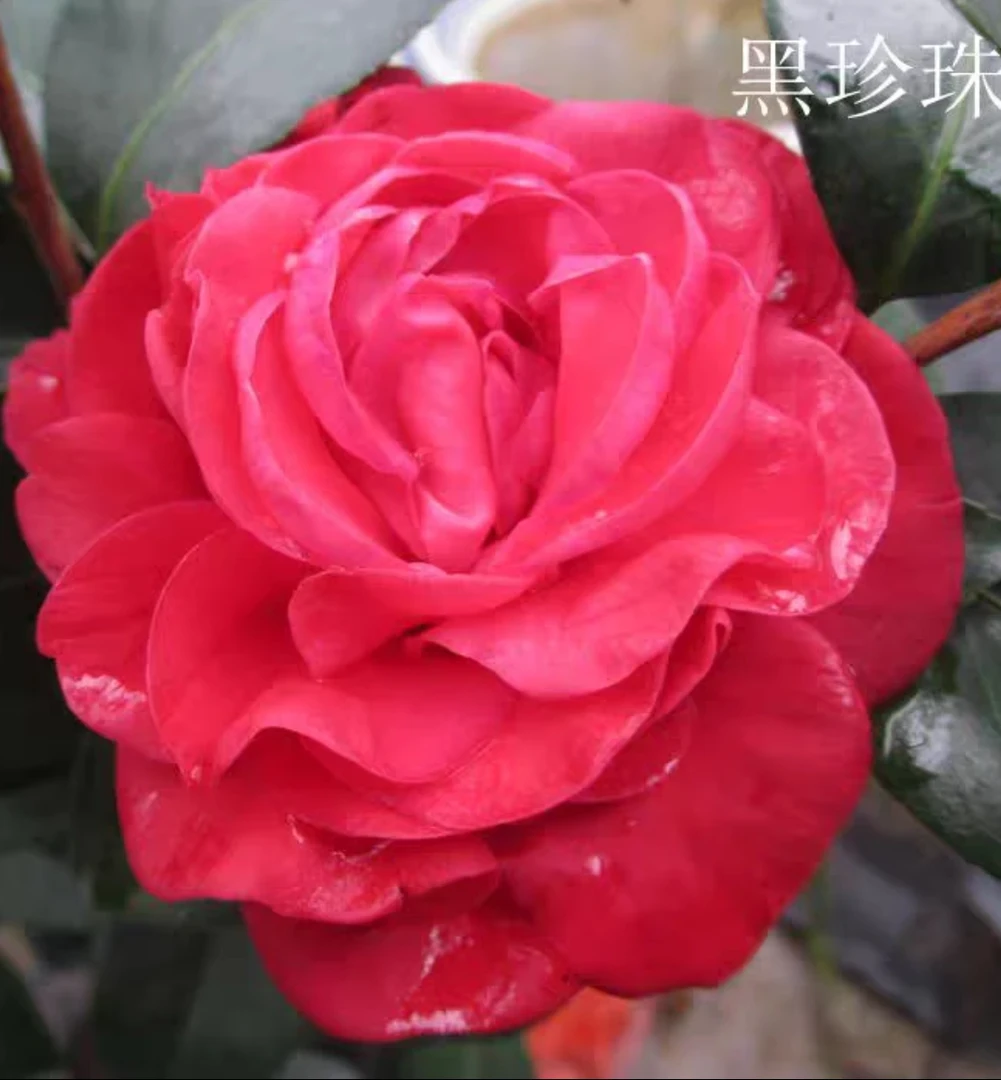 黑珍珠茶花盆栽带花苞黑绒带室内好养茶花树苗耐寒清仓四季开花