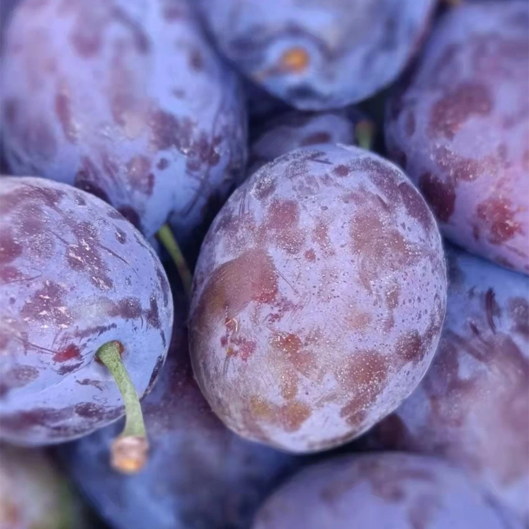 【坏果包赔】正宗四川汶川大西梅新鲜李子当季孕妇水果大果整箱包邮