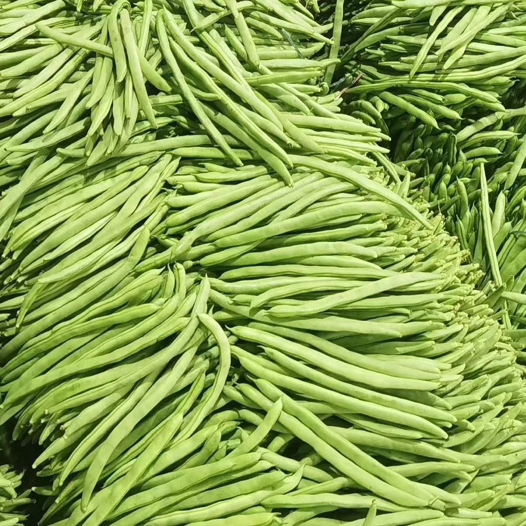 云南四季豆现摘新鲜豆角蔬清脆爽口原产地直发时令蔬菜