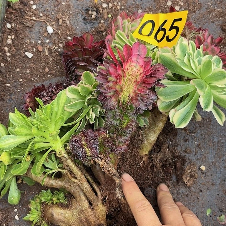 多肉植物缀化福利065