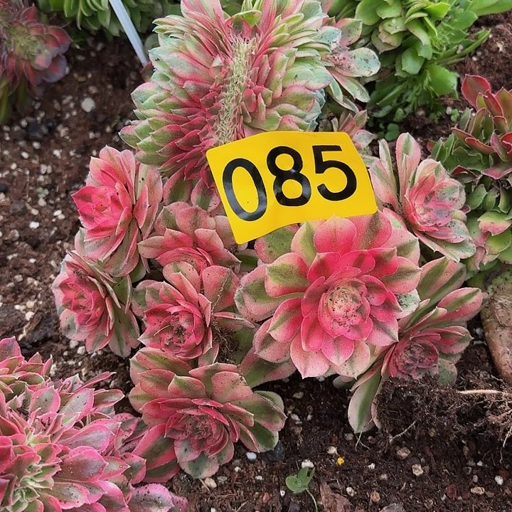 开****粉多肉植物缀化085