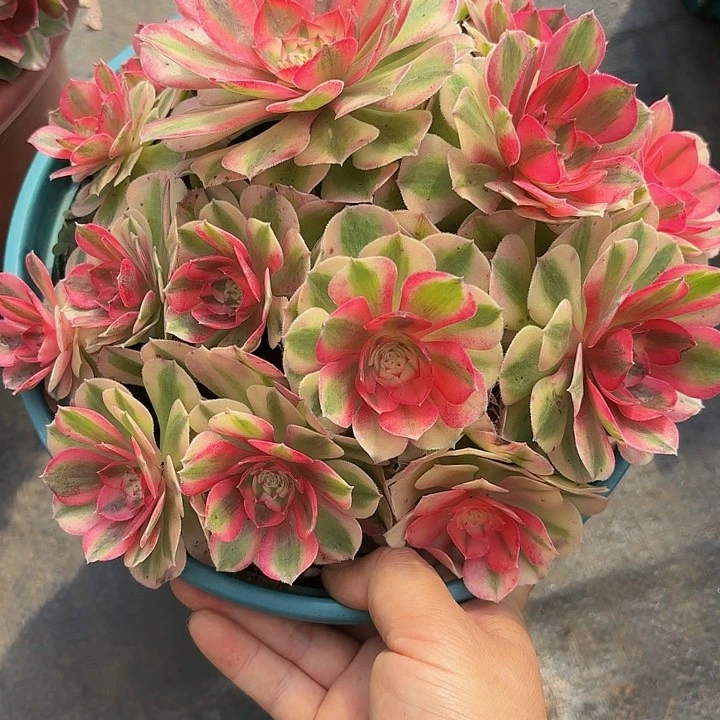 多肉植物倾城156