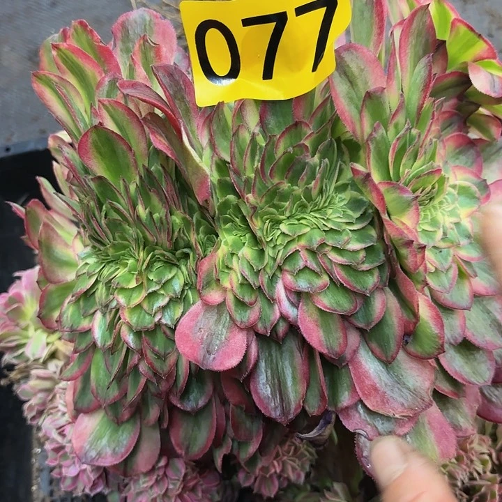 多肉植物海王缀077