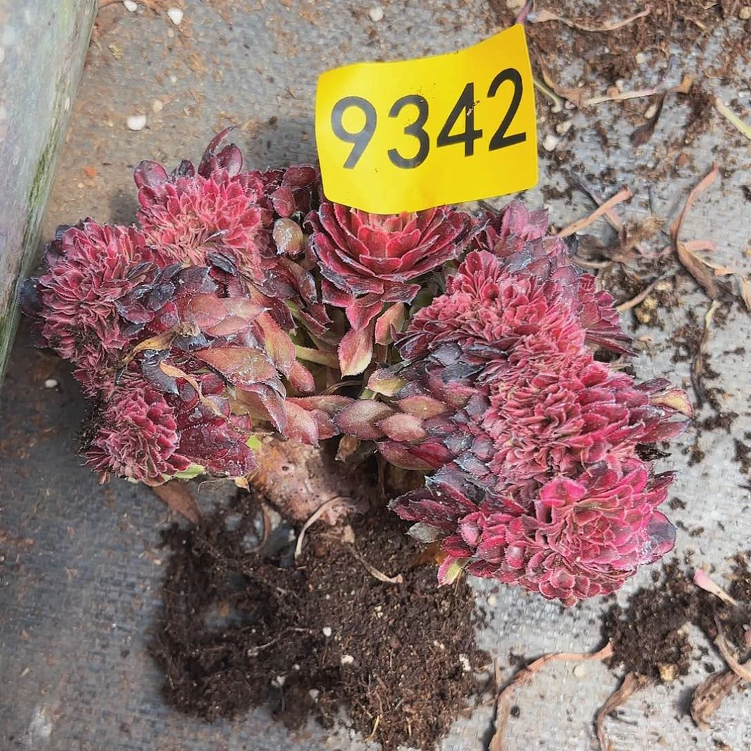 ?****州多肉植物黑暗女神9342