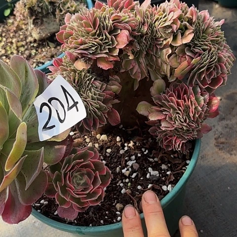多肉植物缀化204