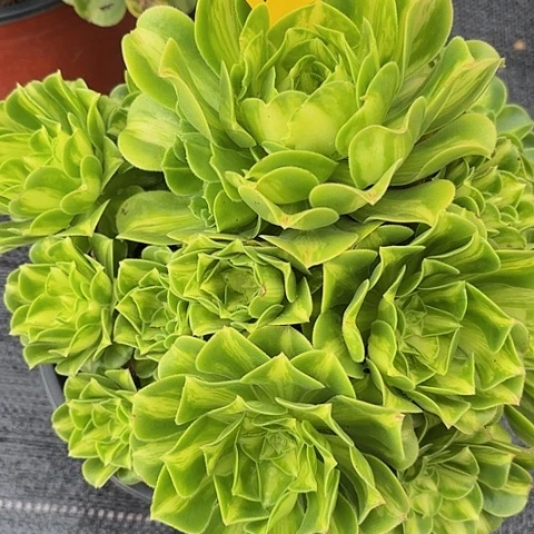 多肉植物琉璃花9691