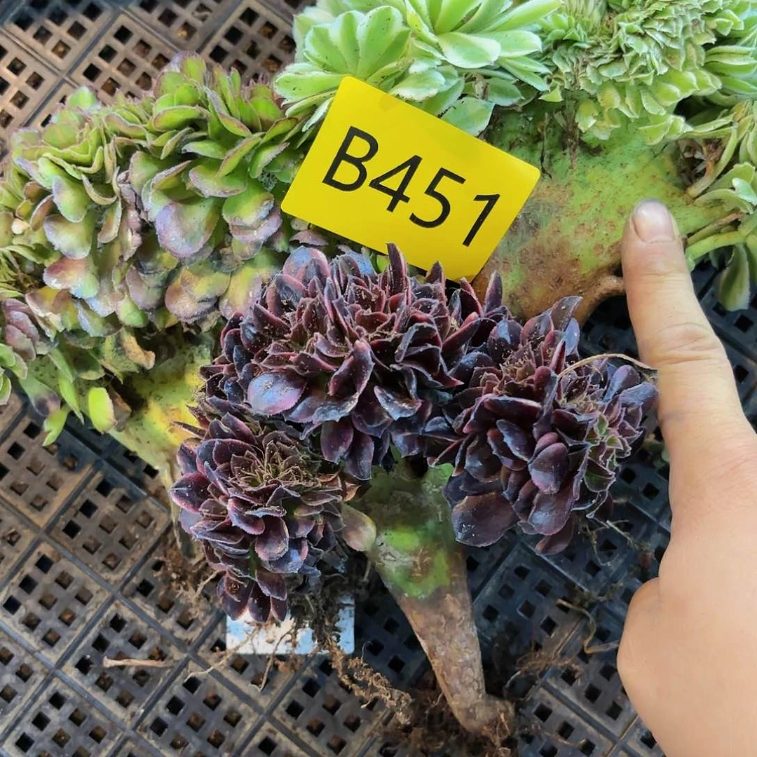 多肉植物缀化451不售后