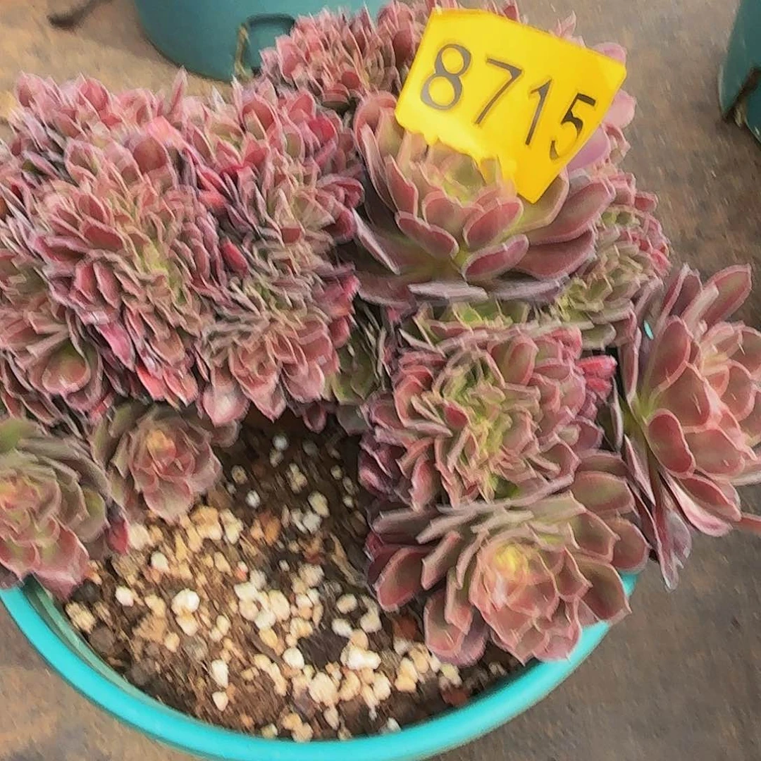云*多肉植物8715红秀