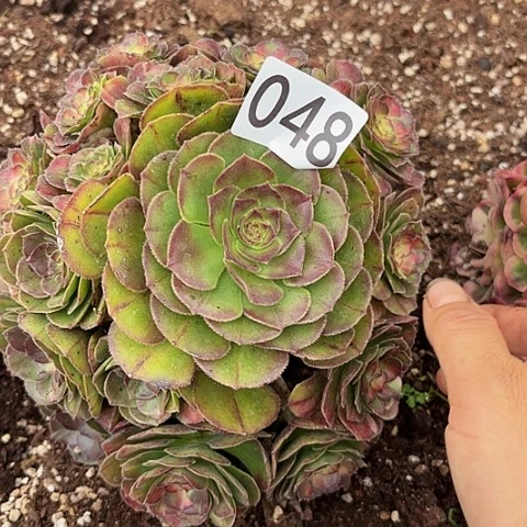 多肉植物海王七彩花048